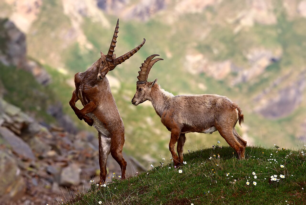Centro Visitatori Homo et Ibex – Ceresole Reale